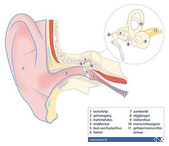 illustratie van een dwarsdoorsnede van het oor en de gehoorgang