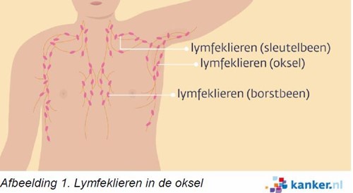 Illustratie lymfeklieren in lichaam van een man