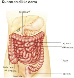 Dunne en dikke darm