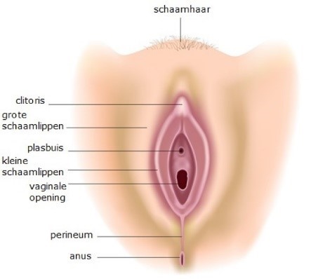 Illustratie van uitwendige vrouwelijke geslachtsorganen