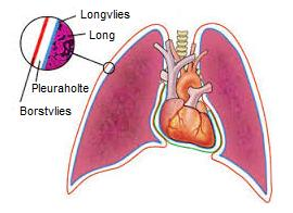 De longen - Thorax