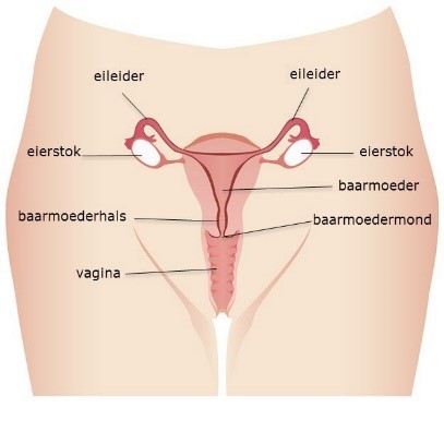 Illustratie van de inwendige vrouwelijke geslachtsorganen
