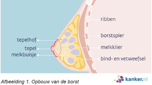 illustratie van een borst