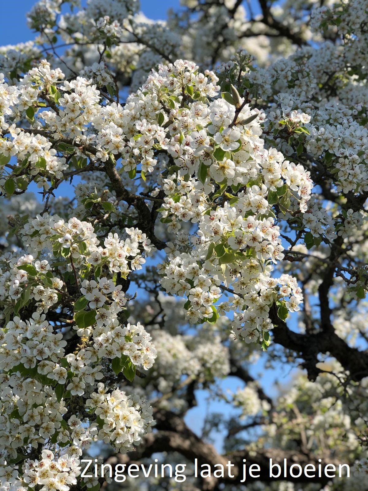 Perenbloesem Kirsten