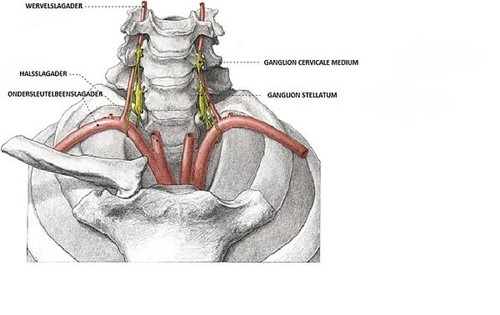 illustratie van het ganglion stellatum